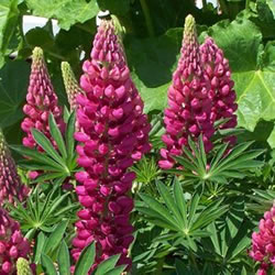 red Lupine seed